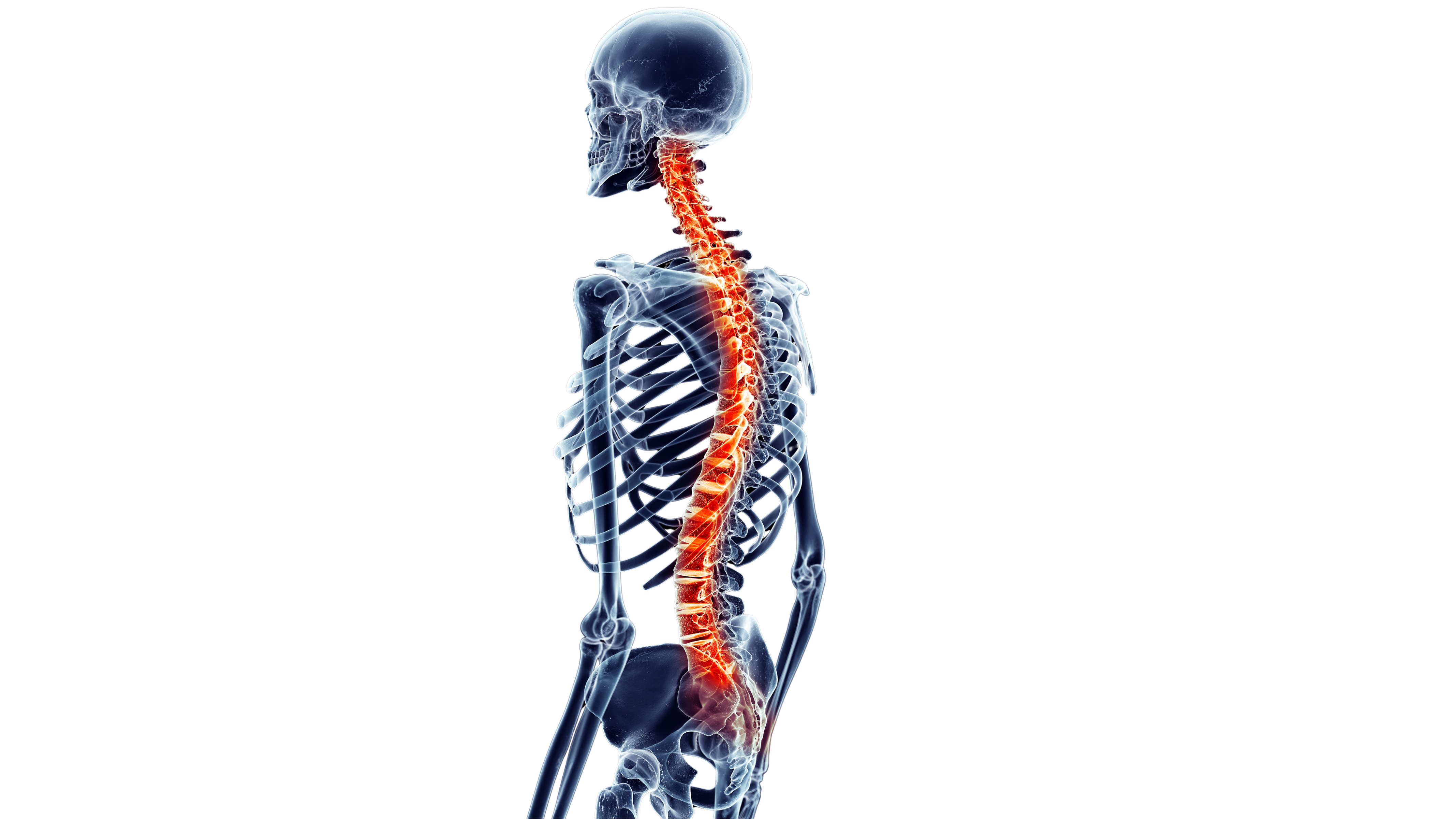 Human Spine - 26 Vertebrae